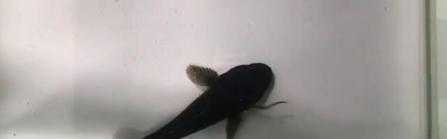 Watch Japanese eels escape through a predatory fish’s gills