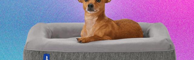 Best Dog Beds (2025): For All Kinds of Dogs in All Kinds of Spaces
