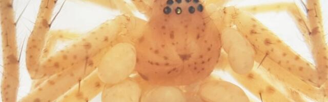 This Spider’s ‘Pearl Necklace’ Looks Fancy—Until You Learn What It Really Is