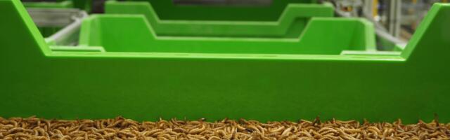 French insect farming startup hatches plan to take on the U.S. backyard chicken market