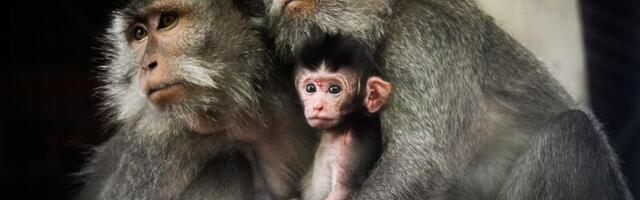 The US uses endangered monkeys to test drugs. This law could free them.