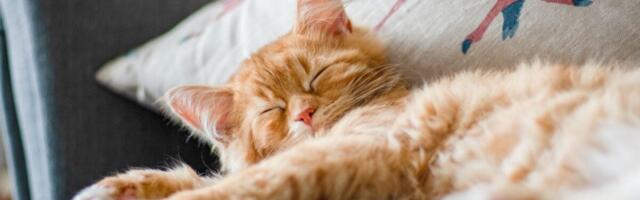 The Story of How Cats Conquered the World Just Got Weirder