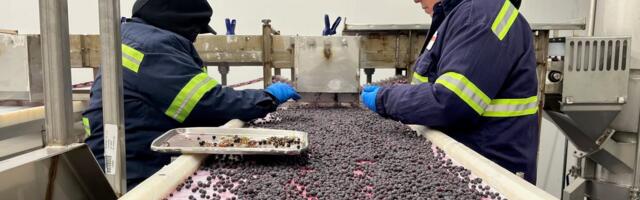 Why Maine's blueberry farmers are losing millions