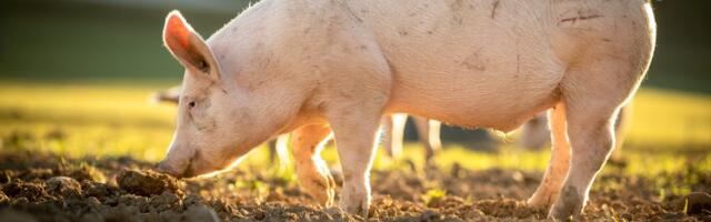 First-Ever Transplant of Pig Liver Into Human Marks Milestone in Organ Science
