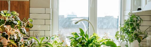 The Best Houseplants for Air Purification