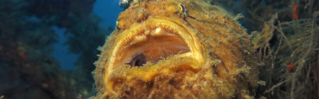 Frogfish reveals how it evolved the “fishing rod” on its head