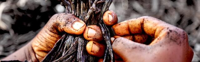 Why big brands are turning to vanilla from Uganda
