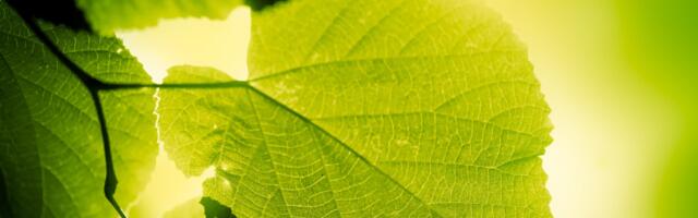 Researchers Give Animal Cells the Ability to Photosynthesize for the First Time