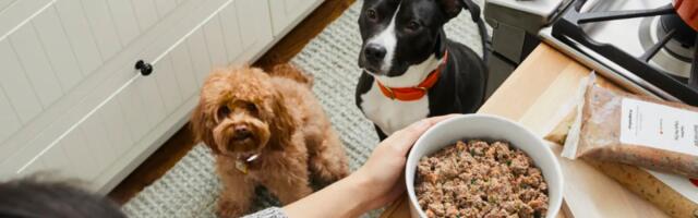Sign up for The Farmers Dog and get 50% off the first box for your furry friend