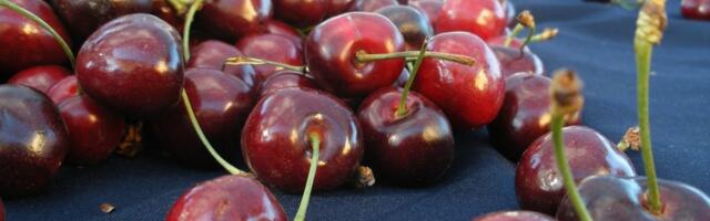 Pick-your-own cherries season has arrived in the Bay; here’s where to go