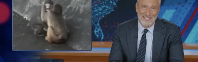 Jon Stewart has a brutal reaction to Punch the monkeys new girlfriend