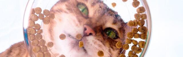 Scientists Think They’ve Finally Discovered Why Your Cat Never Finishes Its Meal