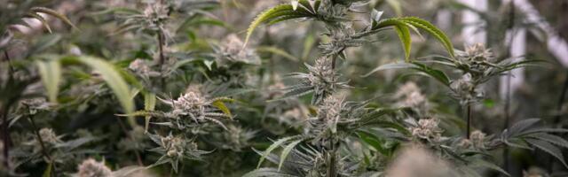 Northern California cannabis grower to pay $750,000 for violating state water, wildlife regulations