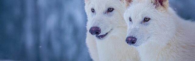The dire wolf has returned from the dead. A Dallas company ‘de-extincted’ them