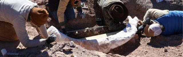 ‘Old Stump’ in Texas Turns Out to Be Incredibly Rare Mammoth Tusk