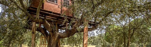 Дерево против Wi-Fi, «проклятый» стол, погодные катаклизмы и другие причины и истории о неочевидных, порой нелепых багах