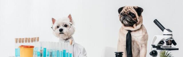 European vet techs are in good health for 2023