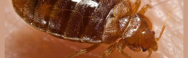Biologists Discover What Makes Bed Bugs Uniquely Hard to Kill With Insecticides