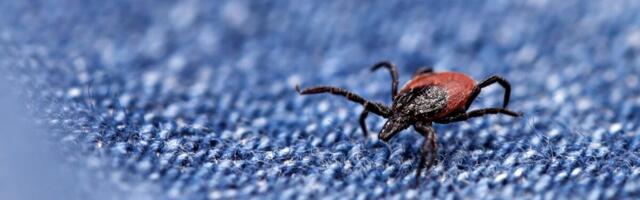 Hot Tick Summer Is Here and They’re Sucking Up Our Blood More Than Usual