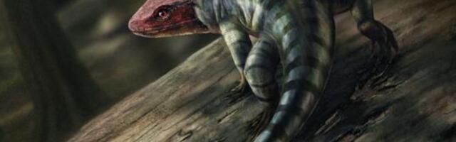 355-Million-Year-Old Footprints Just Rewrote Reptilian History