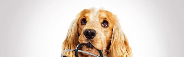 The startups harnessing the pet ‘data-sphere’