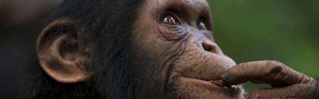 [Перевод] ИИ считает себя умным. Шимпанзе могут с этим поспорить