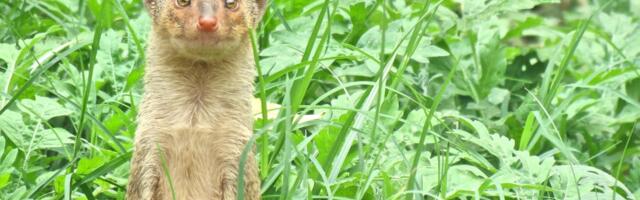 Japan Exterminates Killer Mongooses That Just Had One Job