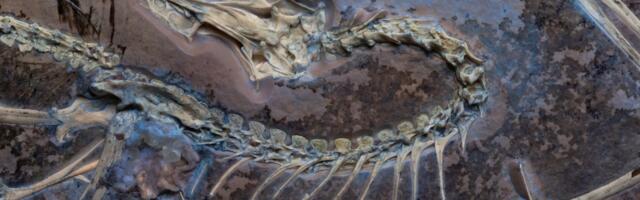 The Famous, Fearsome Archaeopteryx Was More Bird Than We Knew