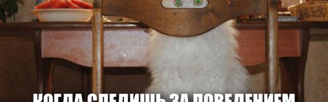 Отслеживайте поведение покупателей и обучайте Яндекс Директ приводить целевой трафик на сайт. 8 кейсов роста продаж