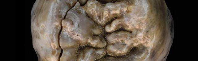 New Research Shows How the Earliest Humans Got Their Meat