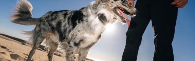 You Can Now Track Your Stupid Lost Dog From Space