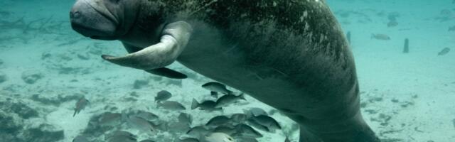 Tired of Florida Cold, Manatees Post Up in Power Plant Discharge