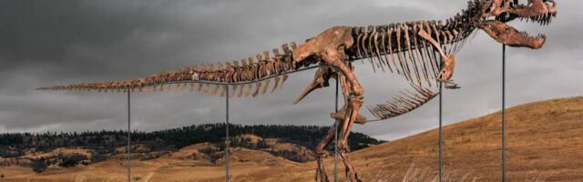 I Can’t Afford This T. Rex up for Auction at Sotheby’s. Starting Bid is $19 Million