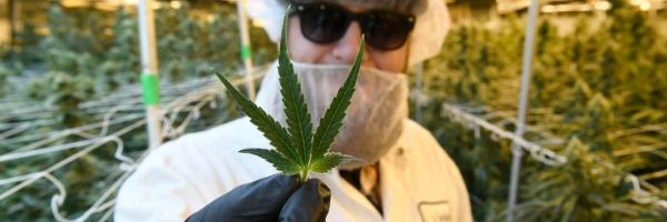 2020 was a defining year for cannabis: What comes next?