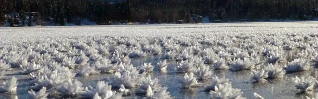 Сила рассола