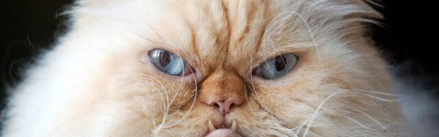 Kidney Transplant Patient Got Incredibly Rare Infection from Her Cat