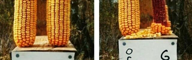 Можно годами говорить о вреде ГМО, но лучший судья — это всегда дикая природа