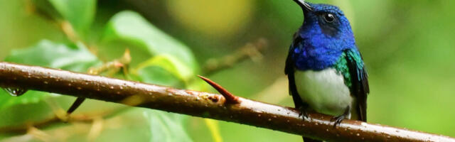 Newly hatched hummingbird looks, acts like a toxic caterpillar