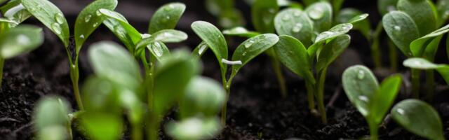 Merck aims to create more sustainable businesses in Africa