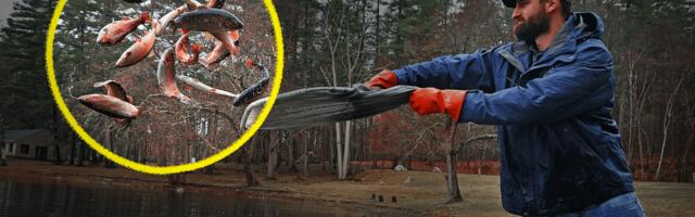 Why are states unleashing millions of these fish?