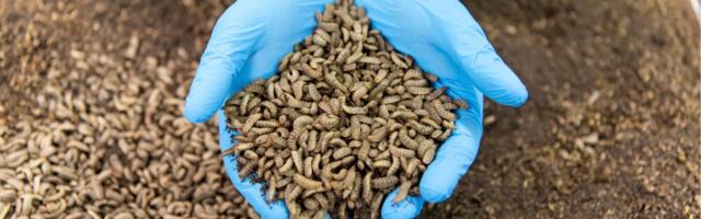 Better Origin raises £12m for insect farms that turn waste into animal feed