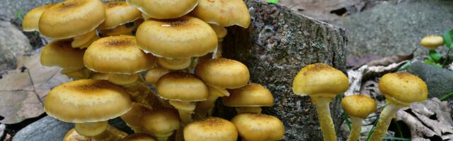 Oregon hides a fungus called Armillaria ostoyae that covers 2,385 acres underground, weighs an estimated 35,000 tons, and has been quietly killing trees from below for thousands of years