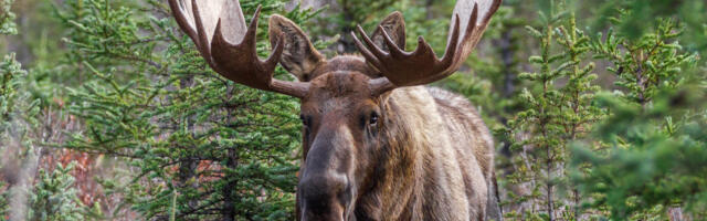 The Weird Reason Canadians Were Told To Avoid Letting Moose Lick Their Car