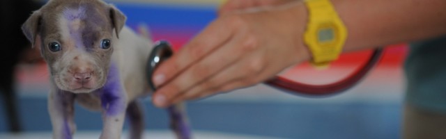 Will high-tech pet insurance tempt owners?