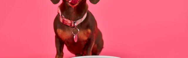UK startup is first in Europe approved to sell cultivated meat