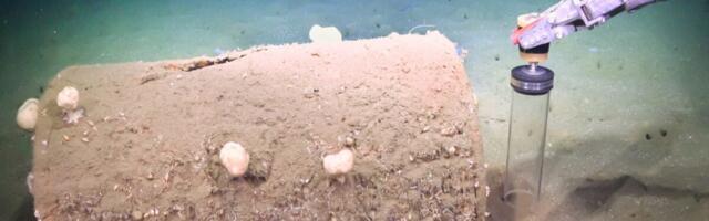 Decades-Old Waste Barrels Are Creating Toxic Dead Zones off LA’s Coast