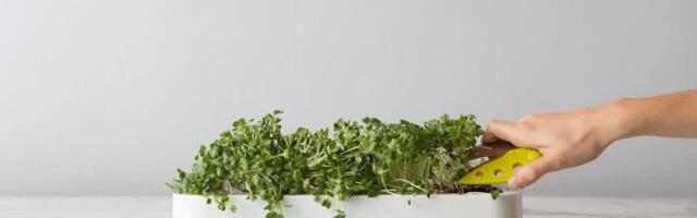 The 9 Best Indoor Smart Gardens You Can Buy in 2025, Tested by CNET Staff