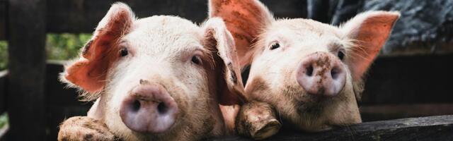 The FDA approves human trials for pig kidney transplants