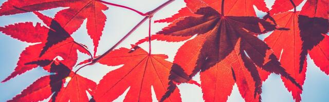 Crypto Lender Maple Partners with Liquid Staking Specialist Lido Finance