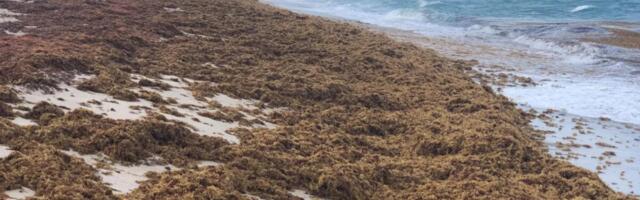 Something Huge and Brown Is Taking Over the Atlantic Ocean